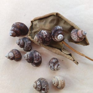 Peut inclure: Une collection de neuf coquilles d'escargots vides dans des tons variés de brun, de beige et de blanc, présentant des motifs en spirale et des surfaces texturées. Une grande feuille brune séchée avec une tige est placée parmi les coquilles.