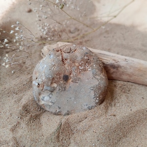 Baltic Sea Fossil Stone: Natural Coastal Rock with Shell Patterns and Weathered Texture