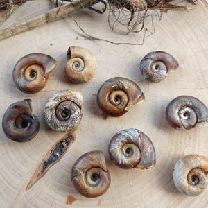 7 Open River Snail Shells: Natural Freshwater Spiral Shells for Nature Crafts