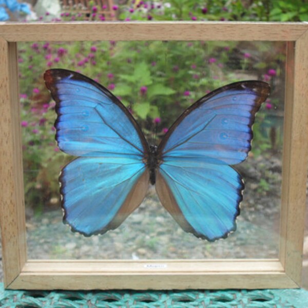 REAL MORPHO Butterfly Taxidermy Double Glass in Frame