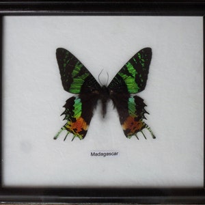 Real Single MADAGASCAR Butterfly Taxidermy in Framed