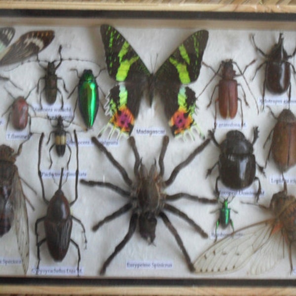REAL Multiple INSECTS BEETLES Spider Butterflies Collection in wooden box /is08u