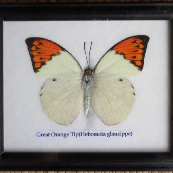 Real Single Butterfly The Great Orange Tip Collectible Taxidermy framed /BTF01D