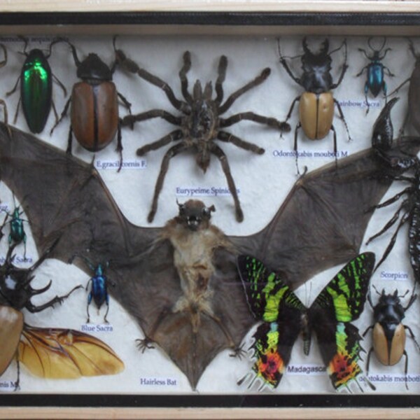 REAL Multiple INSECTS BEETLES Spider Scorpion Bat Butterfly Collection in wooden box /is08N