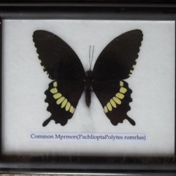 Real Single The common Mormon Papilio polytes Butterfly  Collectible Taxidermy framed /BTF01K