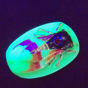 Czech Vaseline Glass Button ( 1 PC ) Collectable Cicada  41 mm UV 05