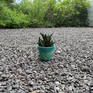 May include: A small succulent plant with dark green, pointed, striped leaves growing in a round, teal-colored ceramic pot. The plant features a rosette shape with sharp, rigid foliage that displays a distinct pattern of horizontal white markings.
