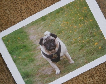 Pug card.Individually made for any occasion.Pug and a field of Buttercups