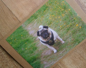 Pug in a summer field. Individually handmade Pug greetings card for any occasion