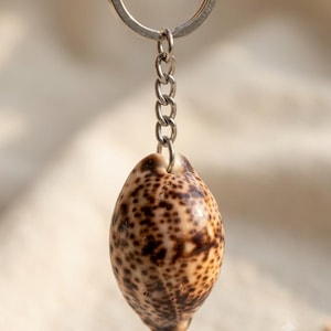 Könnte beinhalten: Ein Schlüsselanhänger mit einer natürlichen Kaurischnecke, deren glänzende, cremefarbene Oberfläche mit dunkelbraunen Punkten bedeckt ist. Die Schnecke ist an einem silberfarbenen Metallring und einer kurzen Kette befestigt.