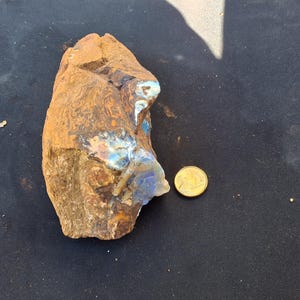 Puede incluir: Un espécimen de ópalo boulder de forma irregular con un exterior texturizado de color marrón tierra y destellos iridiscentes azules y verdes. Una pequeña moneda redonda de color dorado está colocada junto a la piedra como referencia.