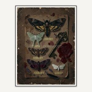 Pinned moths with key and wax seal, antique gothic artwork