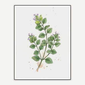 Oregano botanical illustration