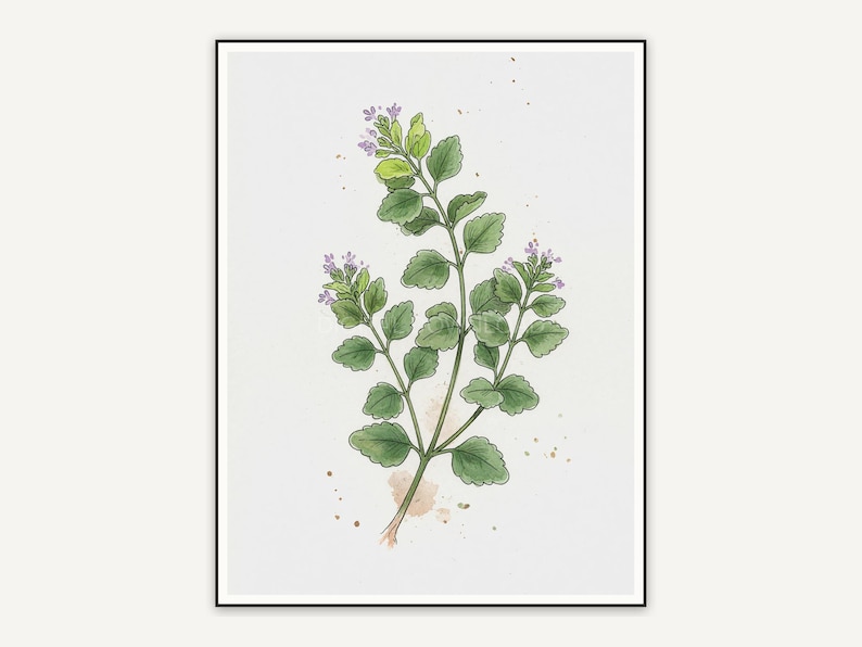 Oregano botanical illustration