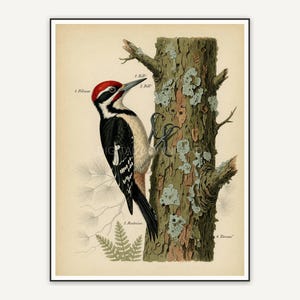 vintage woodpecker on trunk print
