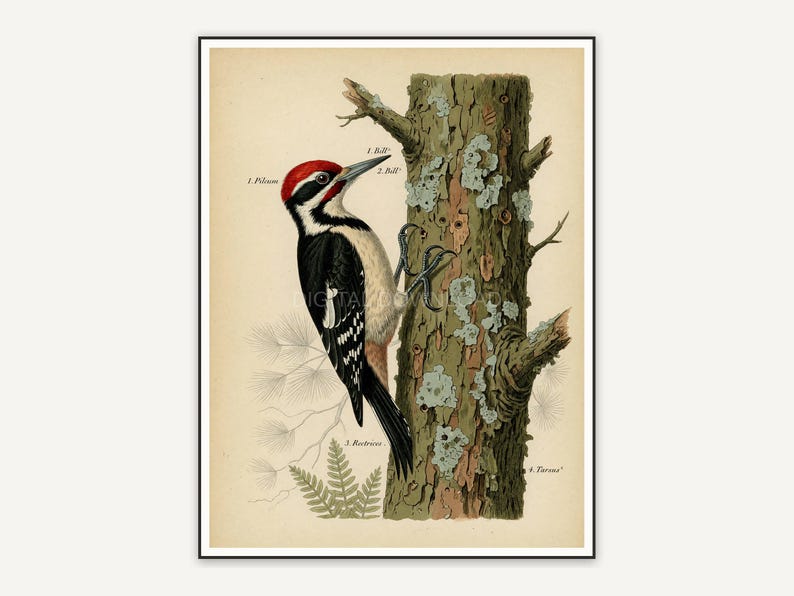 vintage woodpecker on trunk print