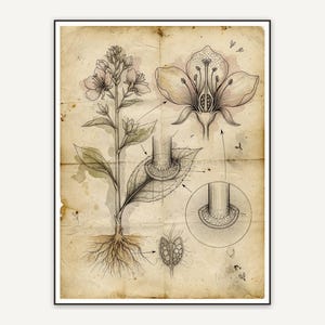Vintage plant anatomy diagram print