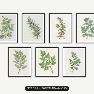 Set of 7 kitchen herb prints printable prints shown as a gallery wall