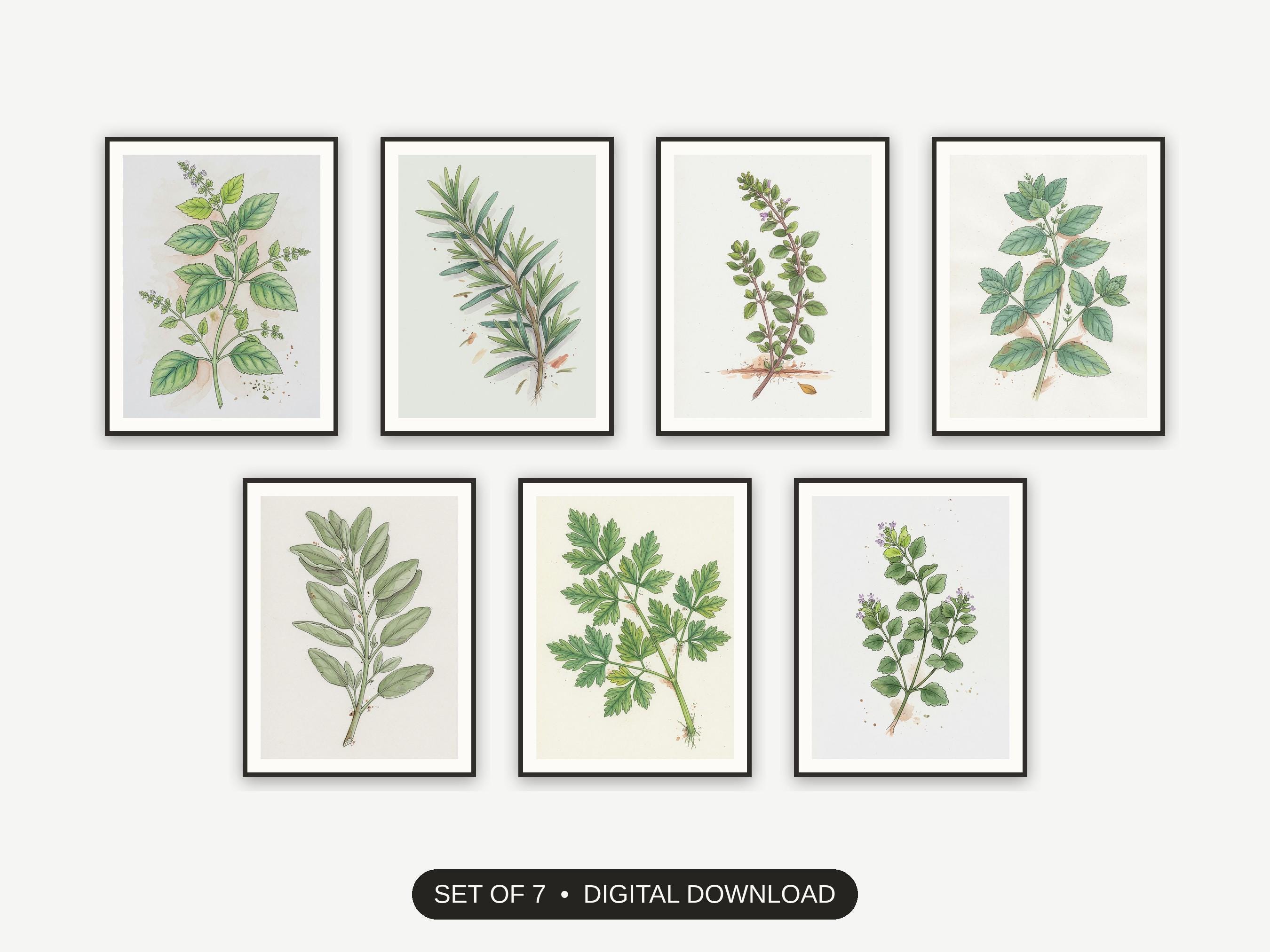 Herb Botanical Kitchen Prints Set of 7 | Culinary Wall Art for Home Cooks | Digital Download