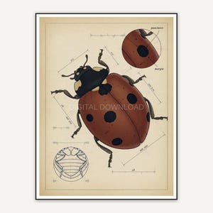 Detailed vintage ladybug diagram in muted tones