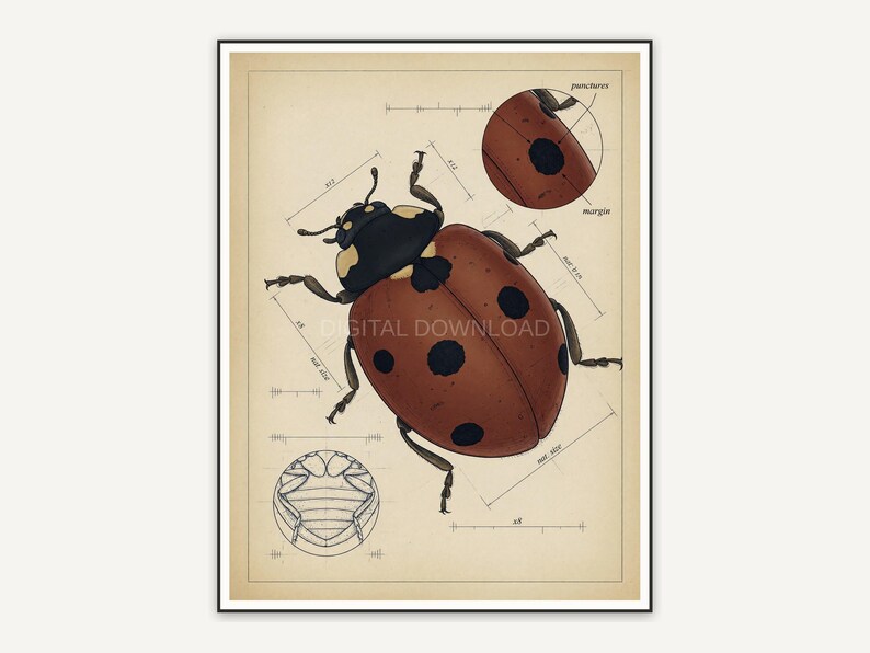 Detailed vintage ladybug diagram in muted tones