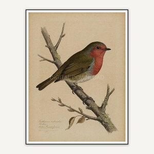 vintage robin bird illustration print