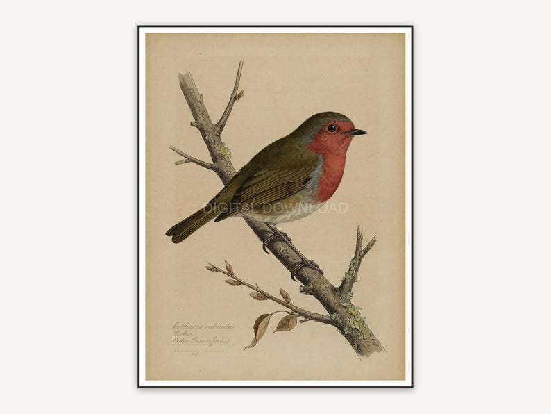 vintage robin bird illustration print