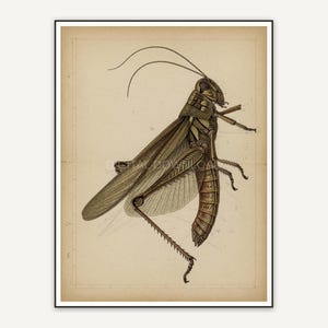 Detailed vintage grasshopper diagram in muted tones
