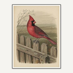 vintage cardinal on fence print