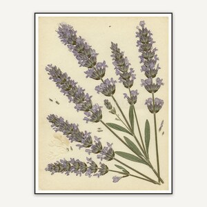 Pressed lavender botanical print in muted earth tones