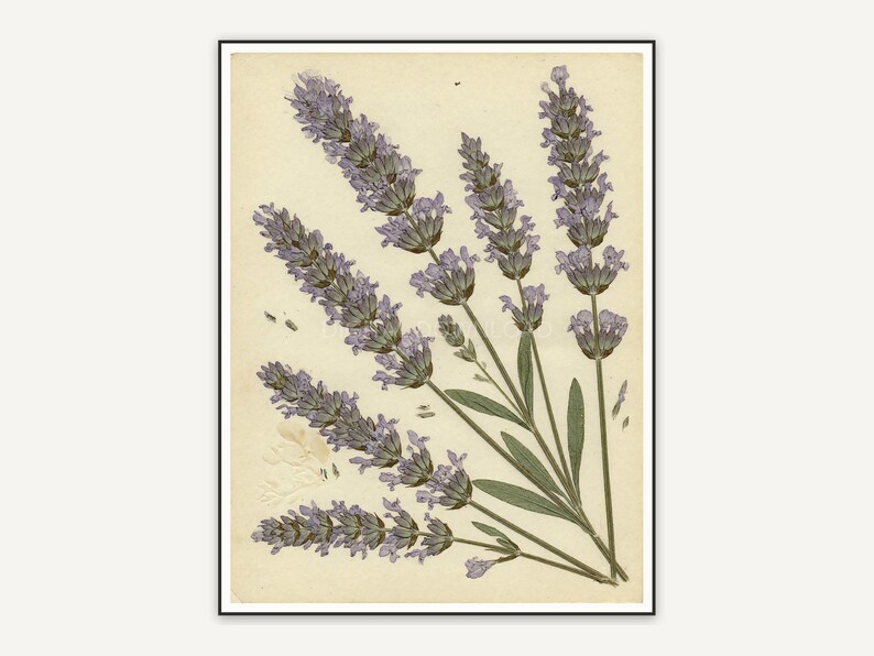 Pressed lavender botanical print in muted earth tones