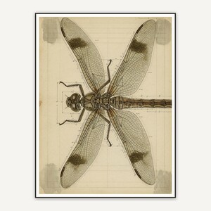 Detailed vintage dragonfly diagram in muted tones