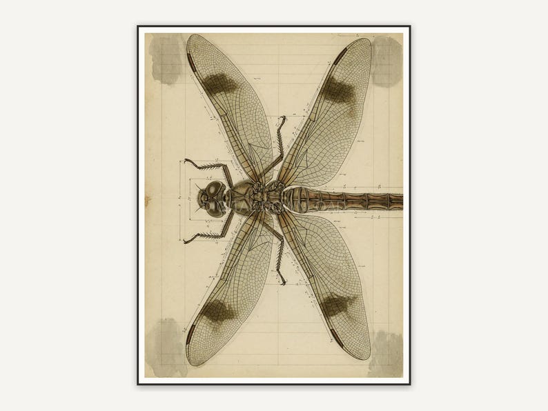 Detailed vintage dragonfly diagram in muted tones