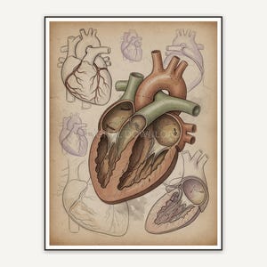 human heart anatomy sketch