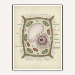 plant cell structure vintage illustration