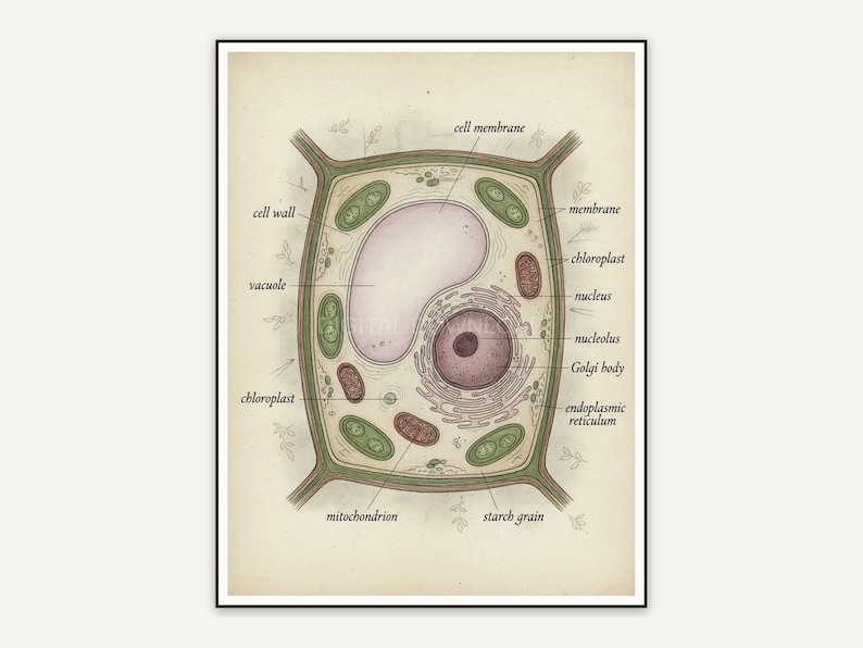 plant cell structure vintage illustration