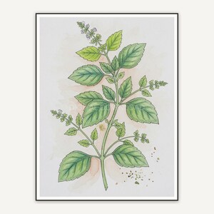 Basil botanical illustration