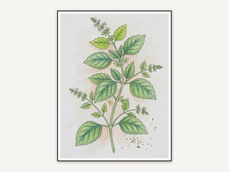 Basil botanical illustration