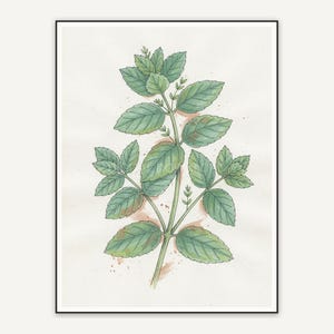 Mint botanical illustration
