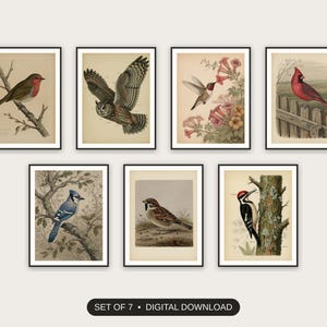 Set of 7 vintage ornithology illustrations printable prints shown as a gallery wall