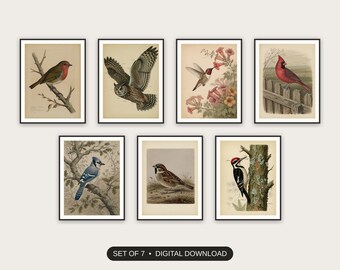 Vintage Bird Study Prints Set of 7 | Ornithology Classroom Wall Art | Teacher Back to School Digital Download