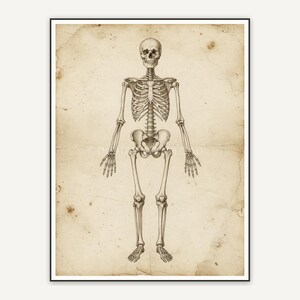 Anatomy skeleton diagram in sepia