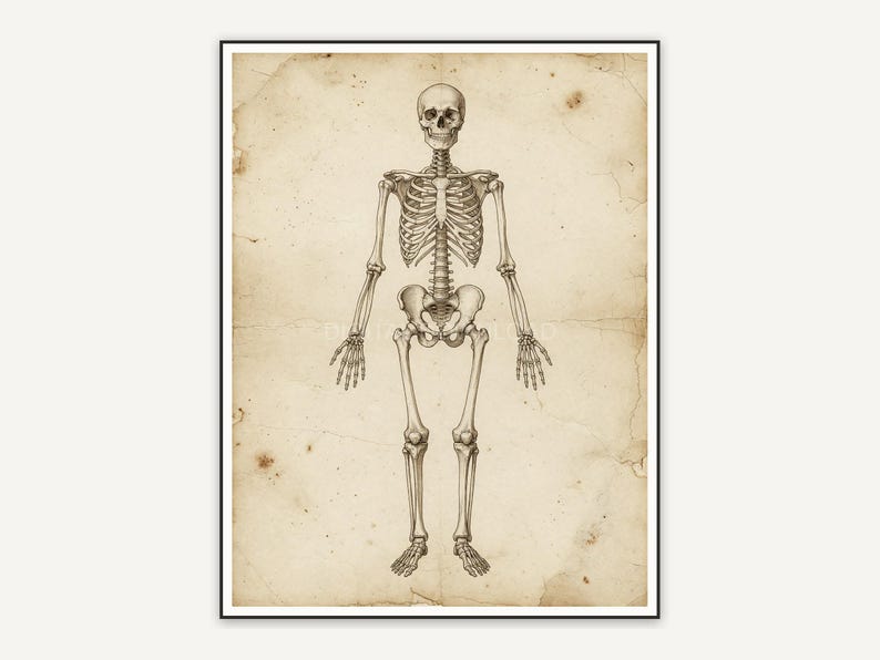 Anatomy skeleton diagram in sepia