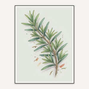 Rosemary botanical illustration