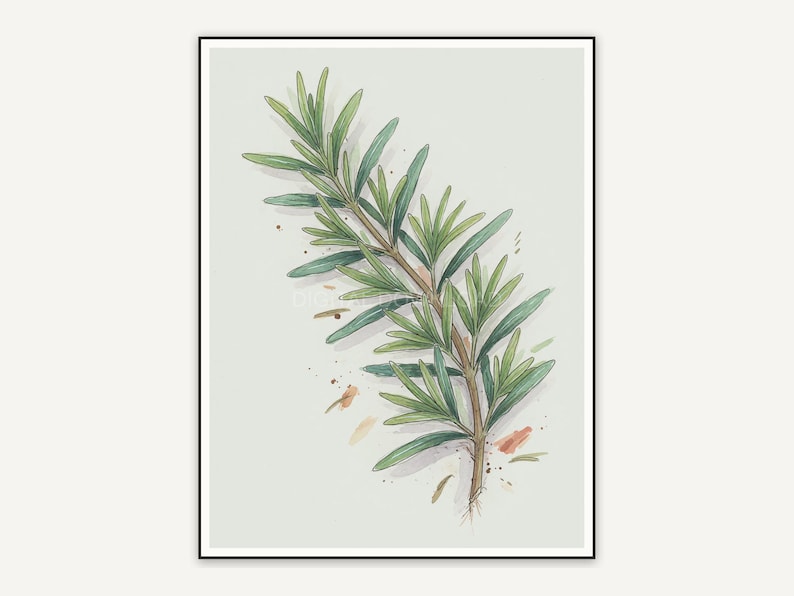 Rosemary botanical illustration