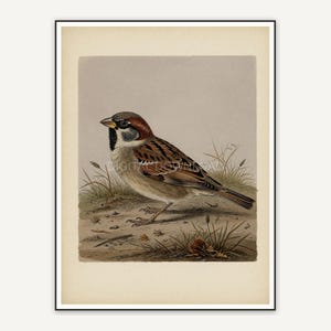 vintage sparrow on ground print