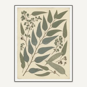 Pressed eucalyptus botanical print in muted earth tones