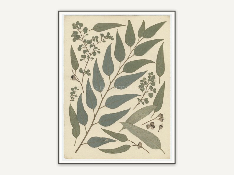 Pressed eucalyptus botanical print in muted earth tones