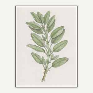 Sage botanical illustration