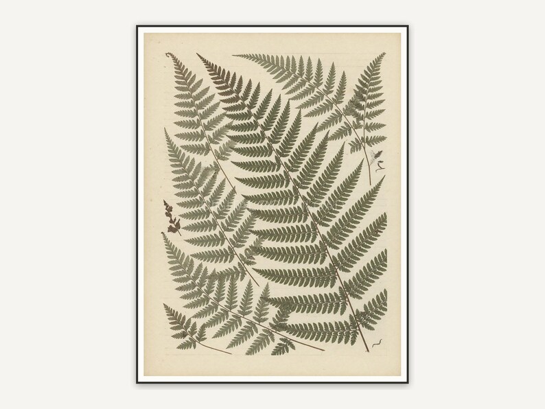 Pressed fern botanical print in muted earth tones